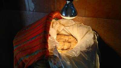 Tacos Y Gorditas El Gallo