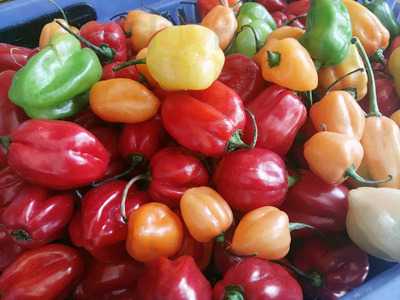 La Baracha Barbacoa De Borrego