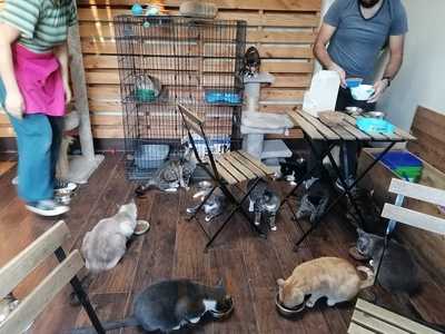 Bastet Cat Café