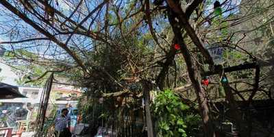 Mezcaleria Don Trejo