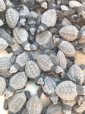 Escondite Restaurant & Beach Club