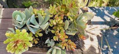 Cuatro Cuatros, Bar Bura