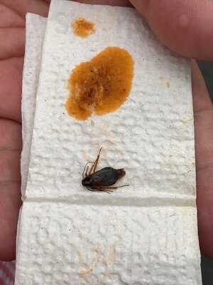 Los Chamorros De Tlacoquemecatl Polanco