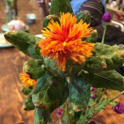 Flor De Viento Health Food Coyoacan