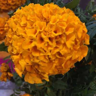 Flor De Viento Health Food Coyoacan