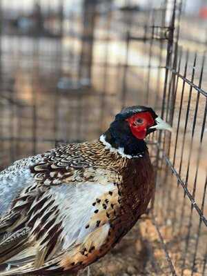 Los Pavorreales Restaurante