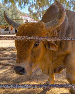 Los Pavorreales Restaurante