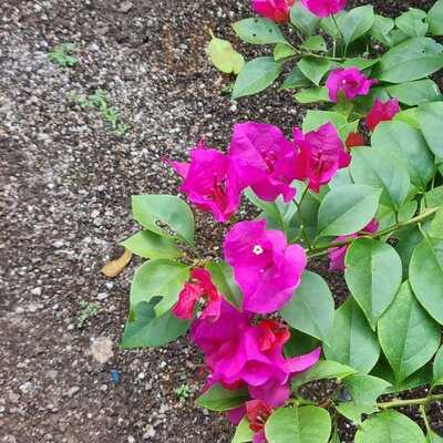 Carolin Cacao Cafe & Gelato