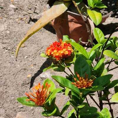 Carolin Cacao Cafe & Gelato