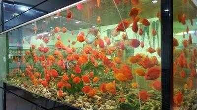 Cocoville Coconut Sreamboat Restaurant