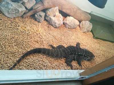 Creepy Crawlies Exotic Pet Cafe