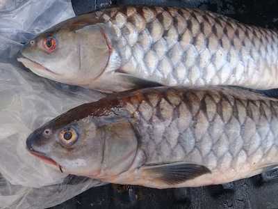 Pantai Ria Seafood  Restaurant