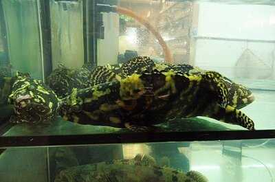 Dao Xiang Chinese Cuisine Restaurant