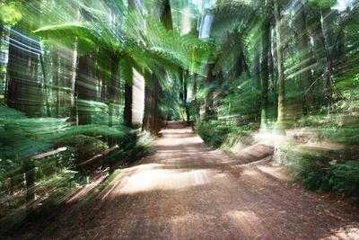 Pita Pit Rotorua Redwoods