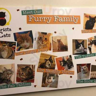 Barista Cats Cafe