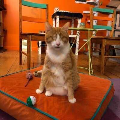 Barista Cats Cafe