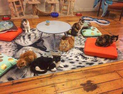 Barista Cats Cafe