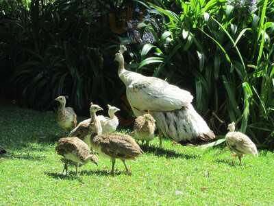 Katikati Bird Gardens Cafe
