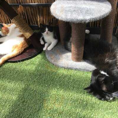 The Cat Lounge