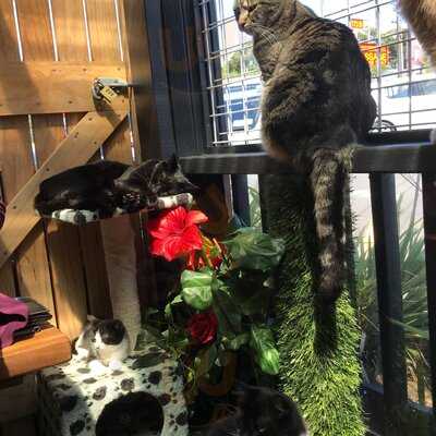 The Cat Lounge