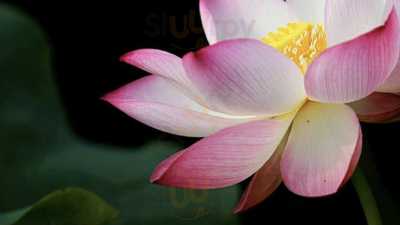 Ben & Maxxi Asian Eatery