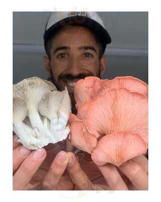 Stoked Local Sangucheria