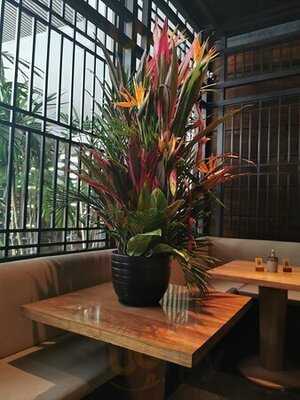 Osaka Pardo Y Aliaga