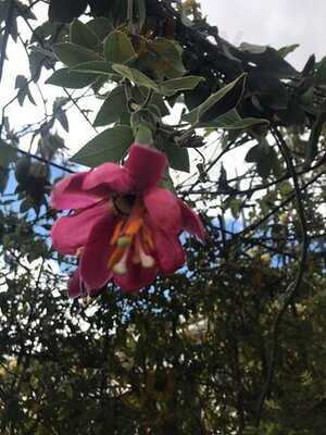 Cafeteria Siete & Siete