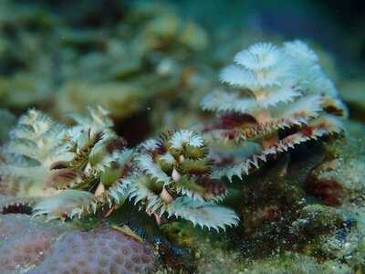 Greybelly Burger & Ribs