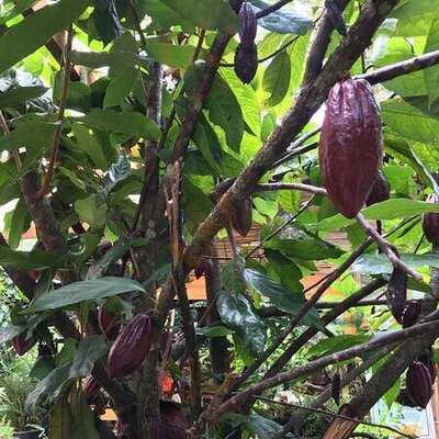 Choco-late De Batirol