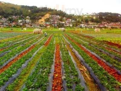 Strawberries And Ice Cream