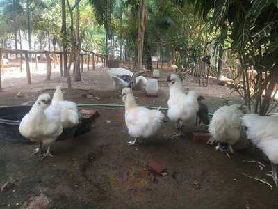 Kawayan Kitchen At Jest Camp