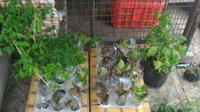 Good Shepherd-bahay Pastulan