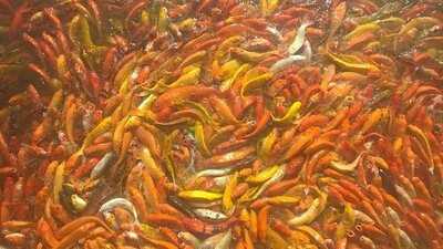 Conti's Bakeshop And Restaurant