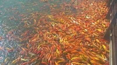 Conti's Bakeshop And Restaurant