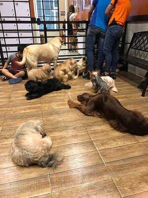 Barkin’ Blends Dog Cafe