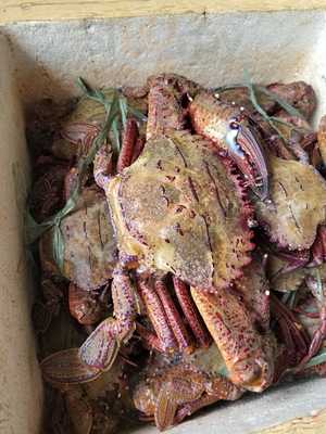 Alma's Grill And Resto