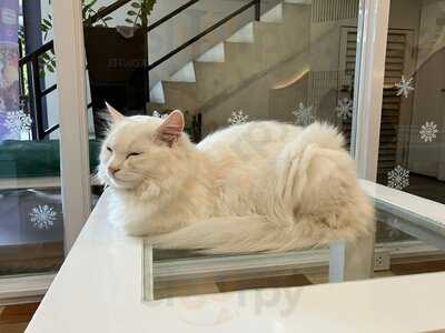 Snow The Cat Cafe