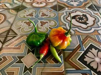 Stuffed Avocado Shop