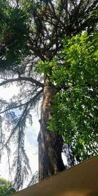 Trattoria   Portum 1905