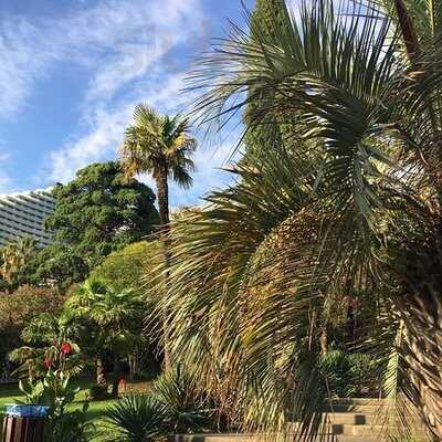 Кафе " У Пальмы"