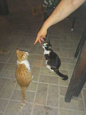 Пивной дом Фрау Марта