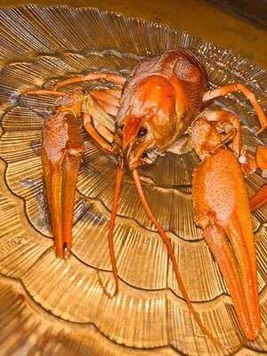 Раковая №1 Сочи