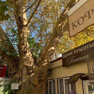 Аромат плюс