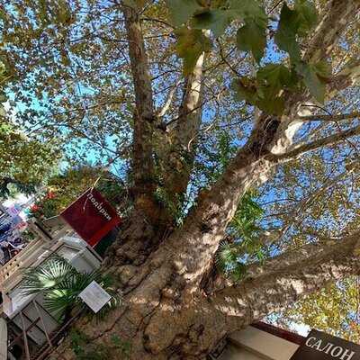 Аромат плюс