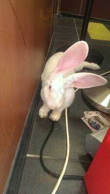 Арт-кафе  "Белый Кролик"