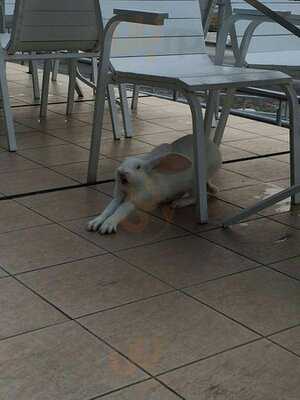 Арт-кафе  "Белый Кролик"