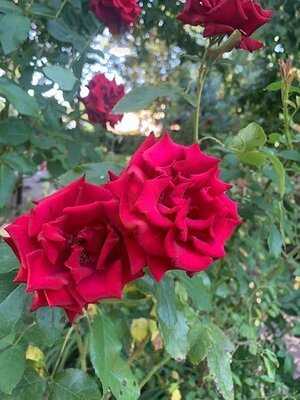 Станица Черкасская