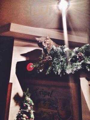 Крафт-паб Есенин