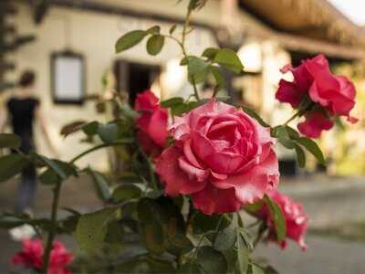 Кафе Уголёк